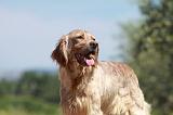SETTER ANGLAIS 209